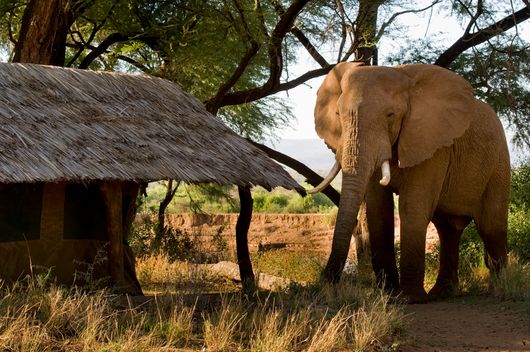 2014 Kenya Samburu Save The Elephants-019681