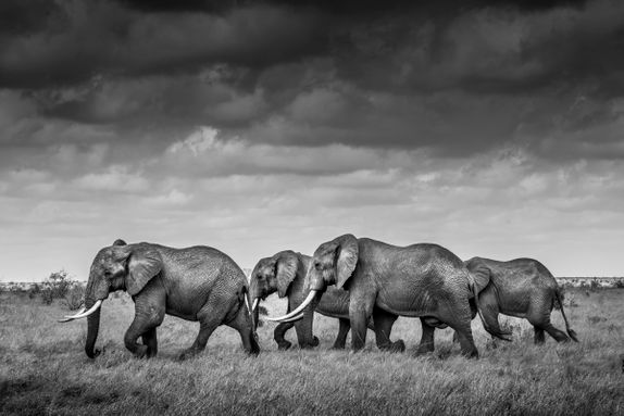 ELEPHANT BULL GROUP I, TSAVO, KENYA