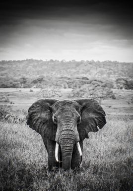 ELEPHANT BULL, TARANGIRE, TANZANIA