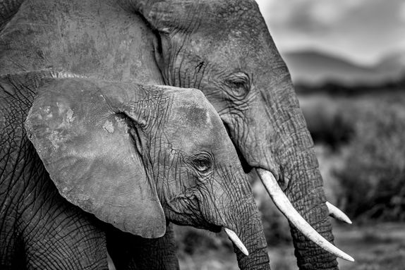 ELEPHANT MOTHER & DAUGHTER, KENYA