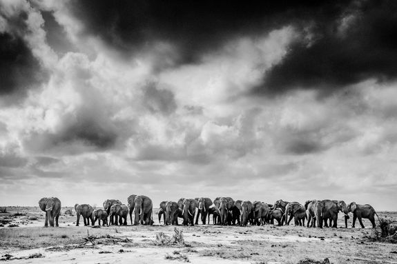 ELEPHANTS UNDER DARK CLOUDS, TSAVO, KENYA