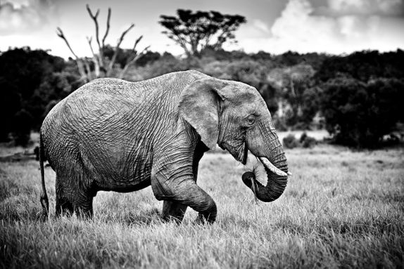 FEEDING ELEPHANT BULL, KENYA