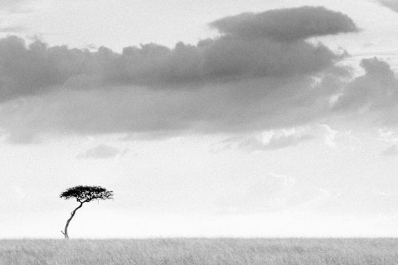 LONE TREE, KENYA