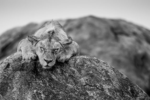 YOUNG MALE LION, SERENGETI, TANZANIA